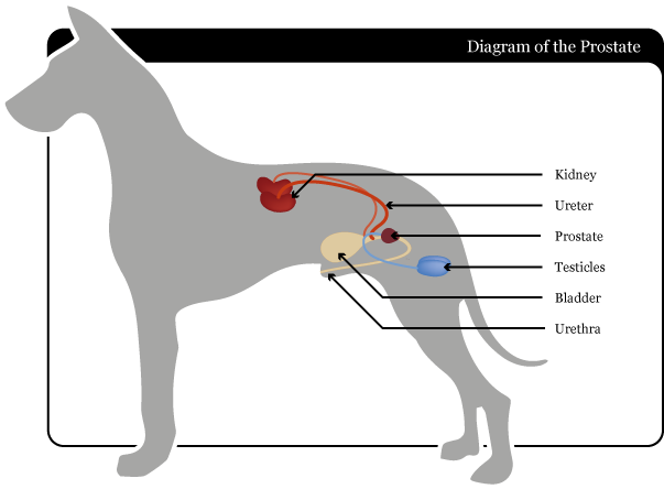 Natural antibiotics for dogs   natural dogs health